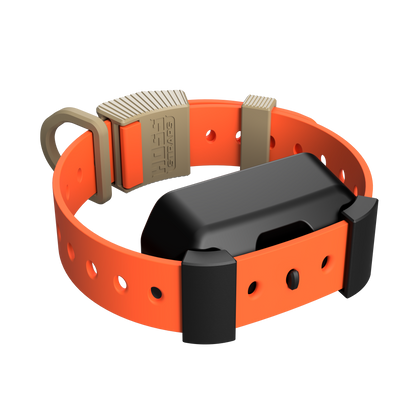 Training Collar Setup
